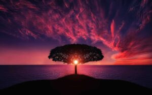 Silhouette of a single tree on a red and purple sunset with a red-orange sun peeking through branches.