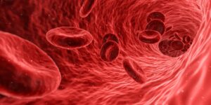 Red blood cells traveling inside blood vessel.